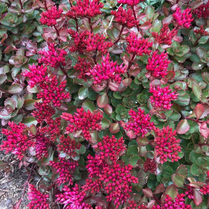 Sedum spurium Fuldaglut