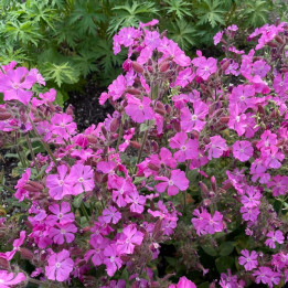 Silene Rollie's Favorite
