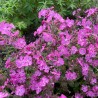 Silene Rollies Favorite