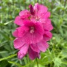 Sidalcea oregana Brillant