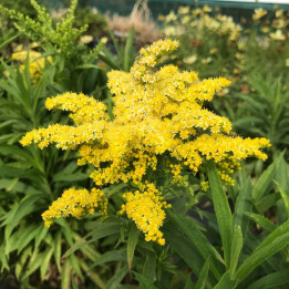 Solidago Sweety