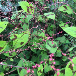 Persicaria virginiana var. filiformis