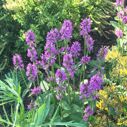Stachys Hummelo