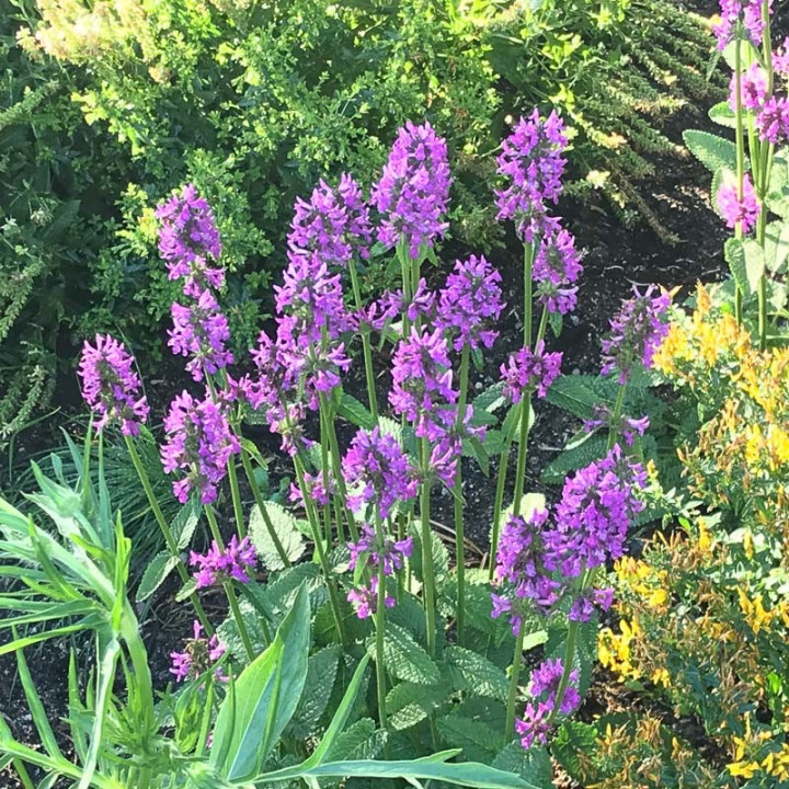 Stachys Hummelo