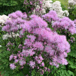 Floraison rose du Thalictrum nimbus Pink