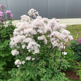 Thalictrum nimbus White