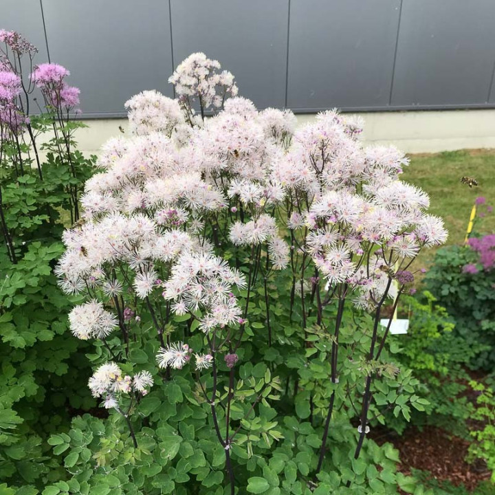 Thalictrum nimbus White