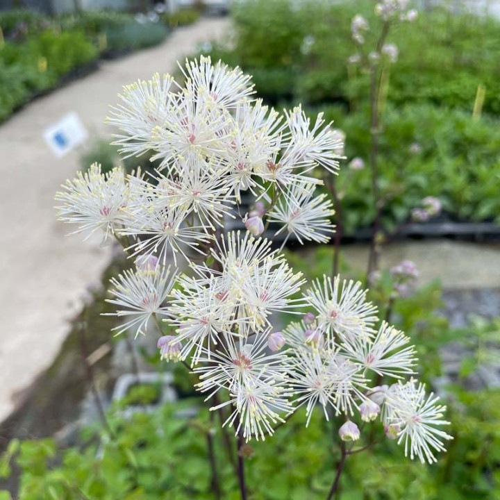 Thalictrum nimbus White
