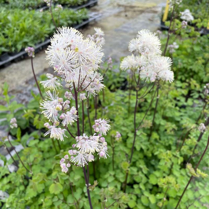 Thalictrum nimbus White
