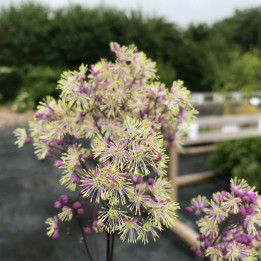 Thalictrum Anne