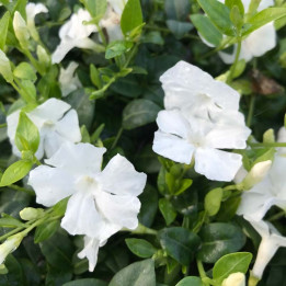Vinca minor Gertrude Jekyll