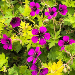 Geranium Anne Thomson