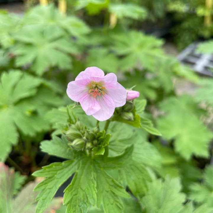 Geranium sylvaticum Baker's Pink