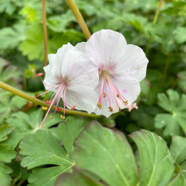 geranium x cantabrigiense biokovo