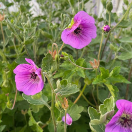 Geranium Bloom time