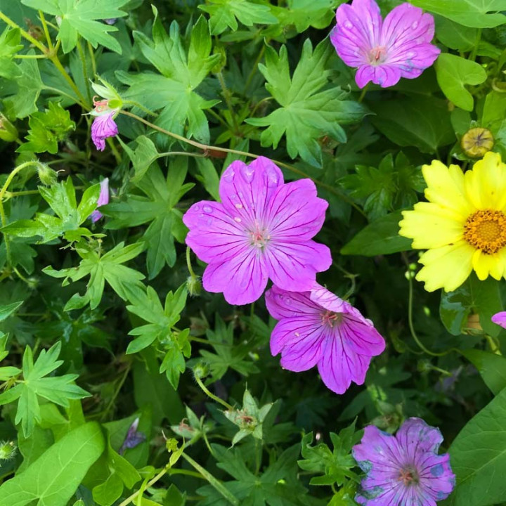 Fleurs du Geranium Blushing Turtle