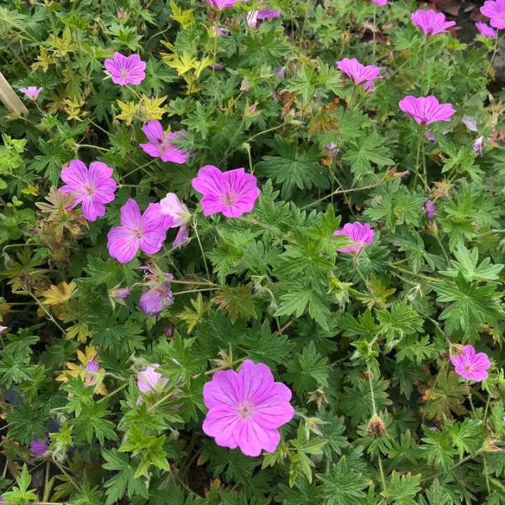 Geranium Blushing Turtle en pleine floraison