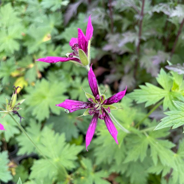 Geranium Catherine Deneuve
