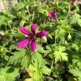 Geranium Catherine Deneuve