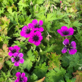 Geranium Dragon Heart
