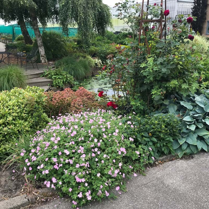 Geranium Dreamland