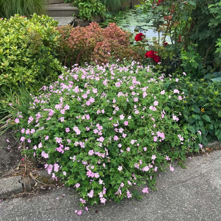 Touffe de Geranium Dreamland