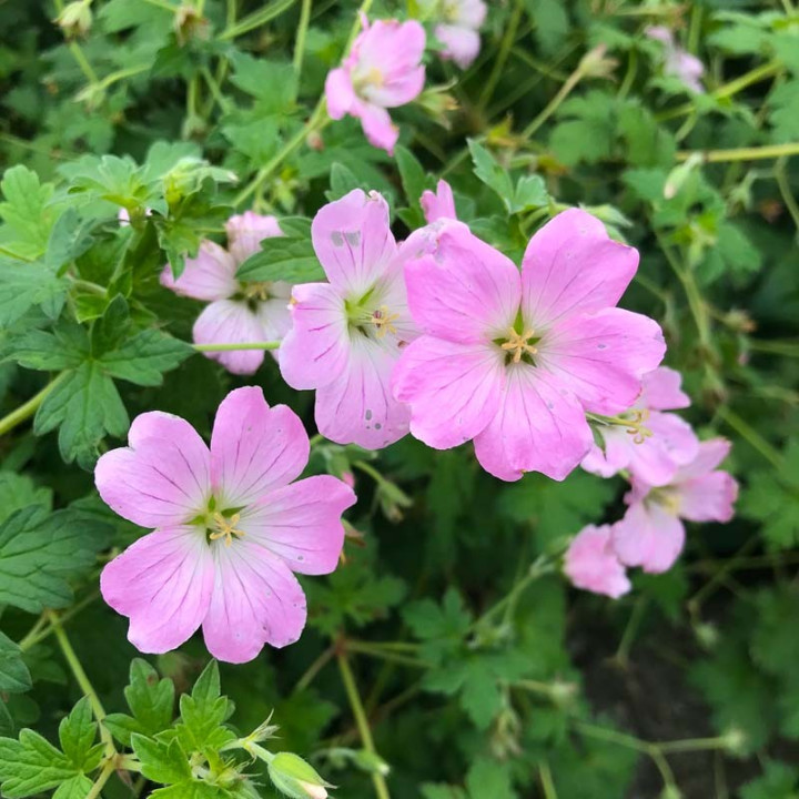 Geranium Dreamland