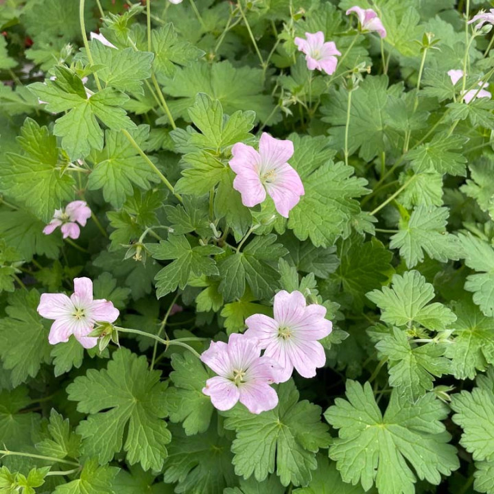 Geranium Dreamland au feuillage persistant vert