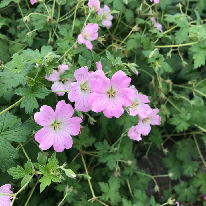 Gros plan de la fleur rose pale du Geranium Dreamland