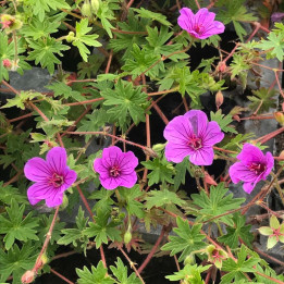 Geranium Dilys