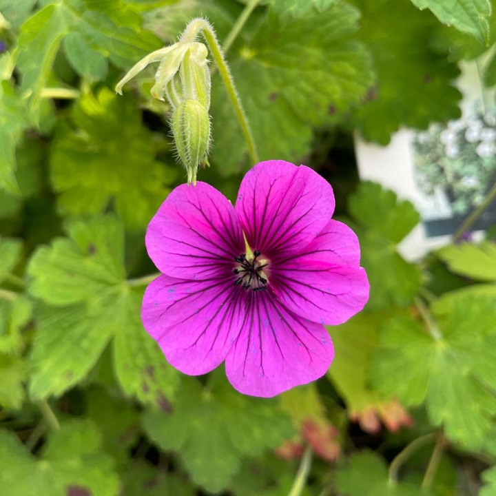 Fleur du geranium wallichianum Hexham Velvet
