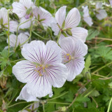 Geranium himalayense Derrick Cook