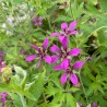Geranium Hola Guapa