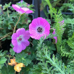 Geranium cinereum Jolly Jewel Lilac