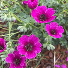 Geranium cinereum Jolly Jewel Purple