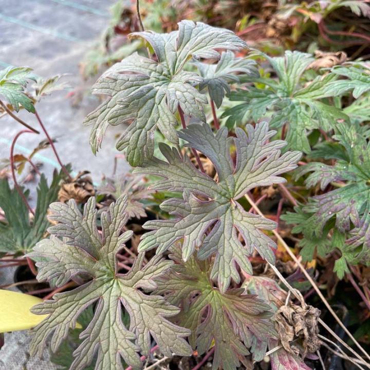 Geranium himalayense Kaya