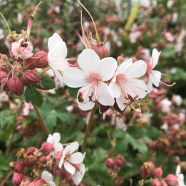 Fleurs du Geranium macrorrhizum Spessart