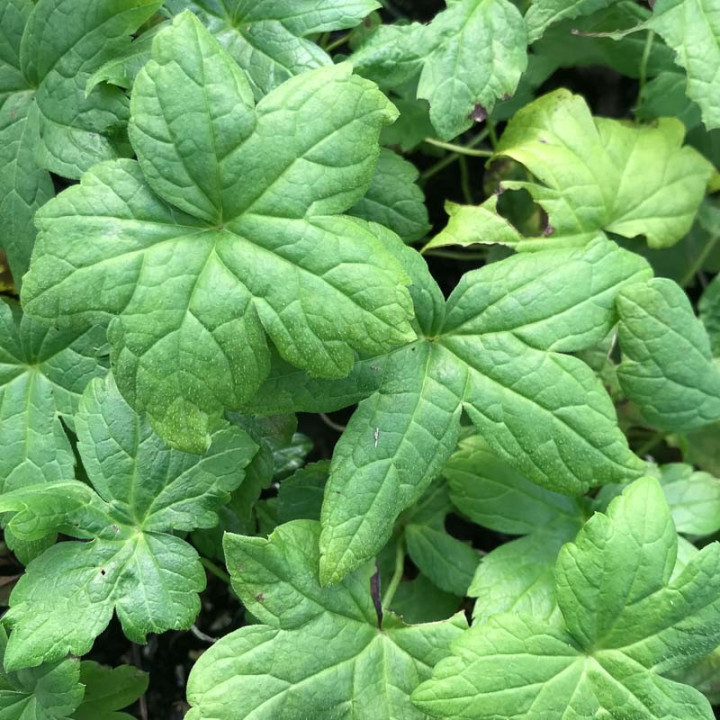 Feuillage du Geranium nodosum Clos du Coudray