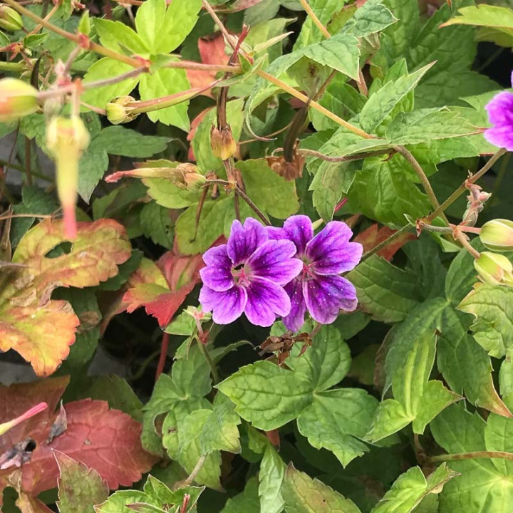 Fleurs du Geranium nodosum Clos du Coudray