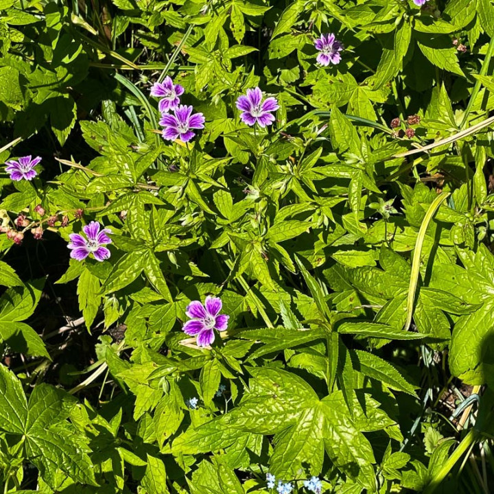 Geranium nodosum Clos du Coudray en pleine floraison