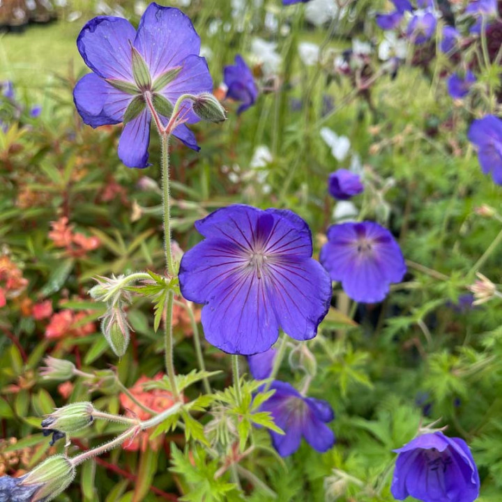 Floraison du Geranium Orion