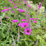 Geranium Patricia en fleur en compagnie de la veronique First Love dans un massif au Châtel des vivaces
