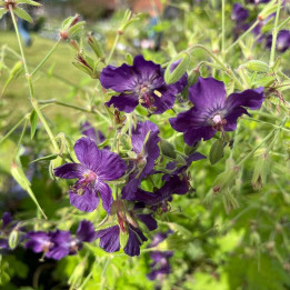 Geranium phaeum Lily Lovell