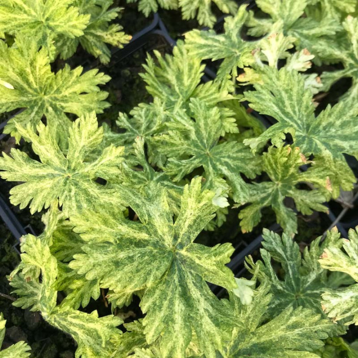 Geranium phaeum Margaret Wilson