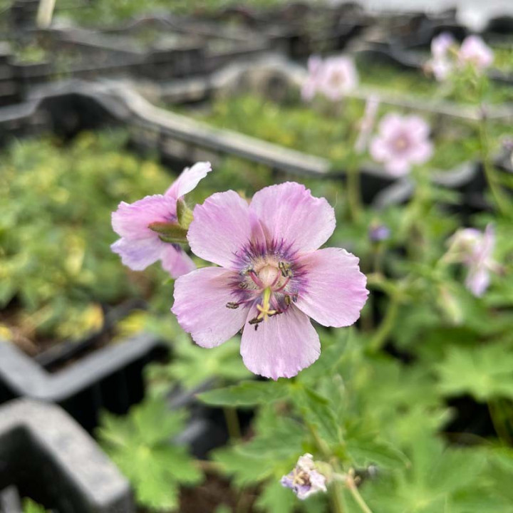 Geranium phaeum Wendy's Blush