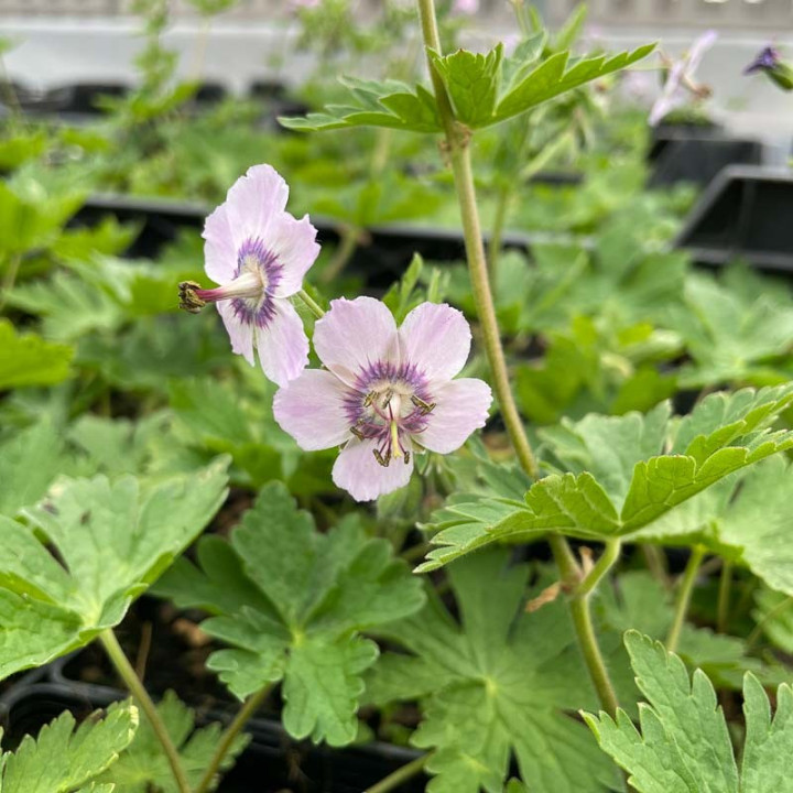 Geranium phaeum Wendy's Blush
