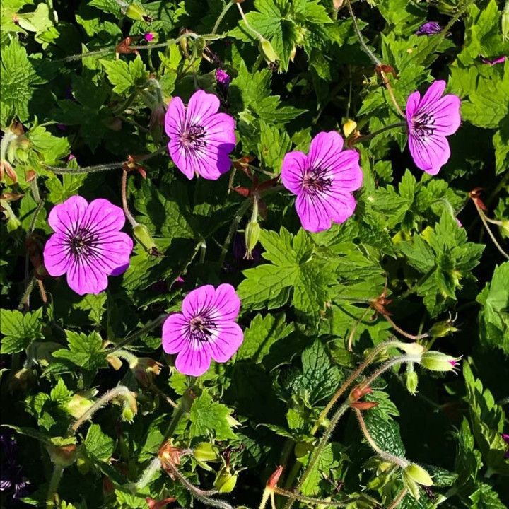 Fleurs roses du Geranium Pink Penny