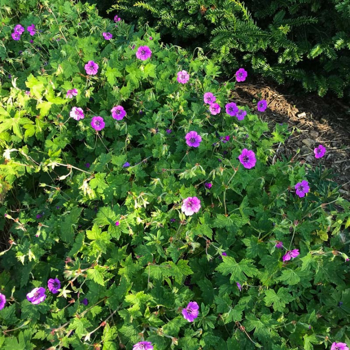 Geranium Pink Penny en pleine floraison