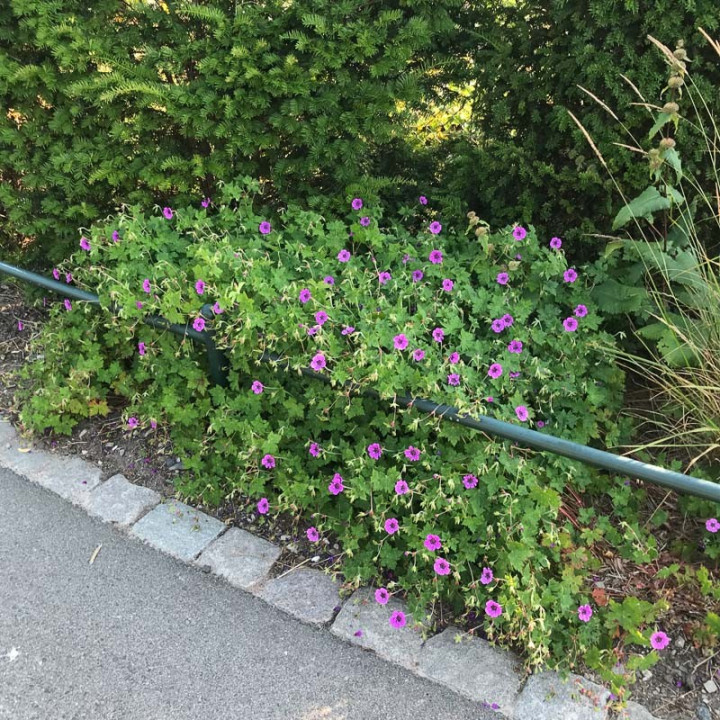 Geranium Pink Penny en bordure