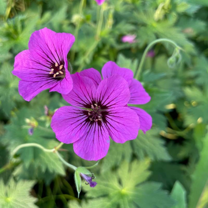 Fleurs du Geranium Pink Penny